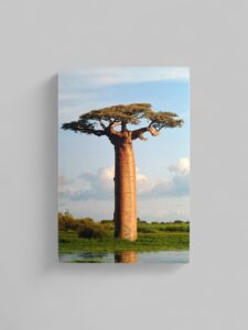 Baobab Φωτογραφία A6