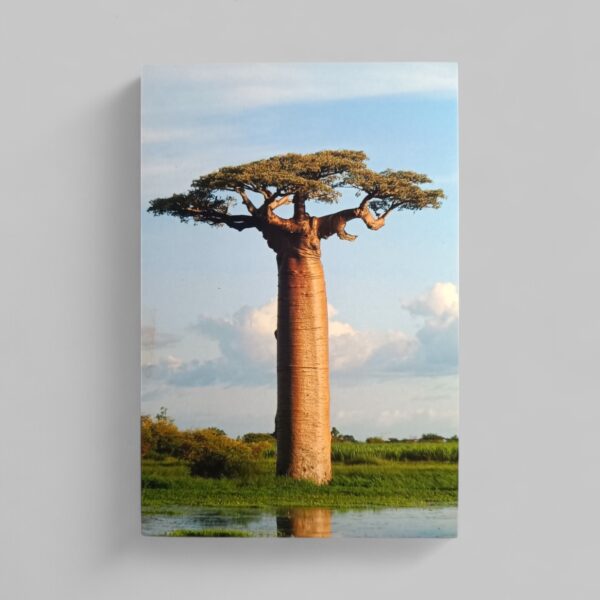 Baobab Φωτογραφία A6