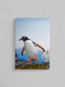 Πιγκουίνος Φωτογραφία A6