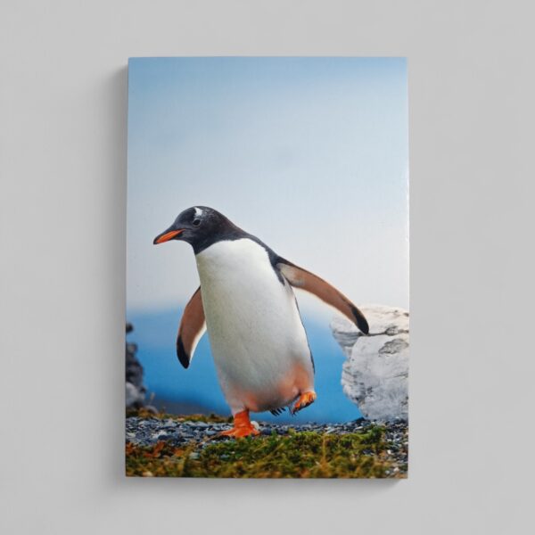 Πιγκουίνος Φωτογραφία A6