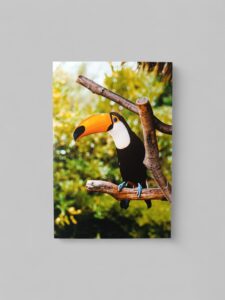 Toucan Φωτογραφία A6