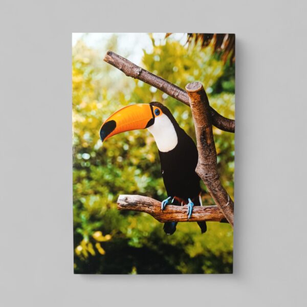 Toucan Φωτογραφία A6